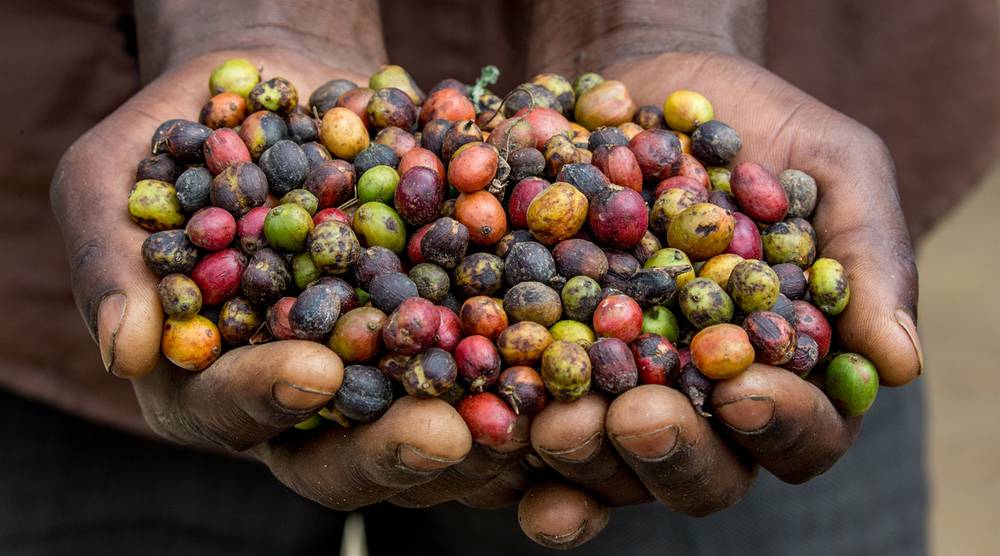 Kenijskie aukcje kawy