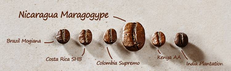Porównanie wielkości ziarna Maragogype z innymi odmianami kawy
